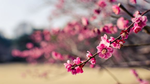 vivo下载中心在哪里设置
